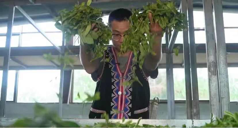 陈财：手工制茶守匠心-图片4