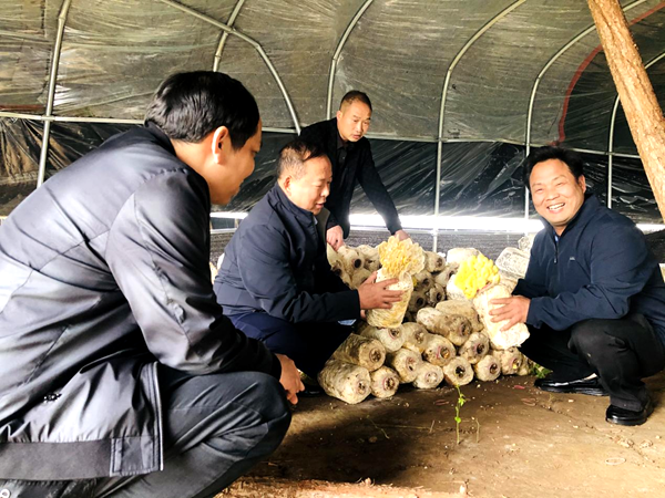 成建湖：种出黄金菇 撑起致富伞-图片1